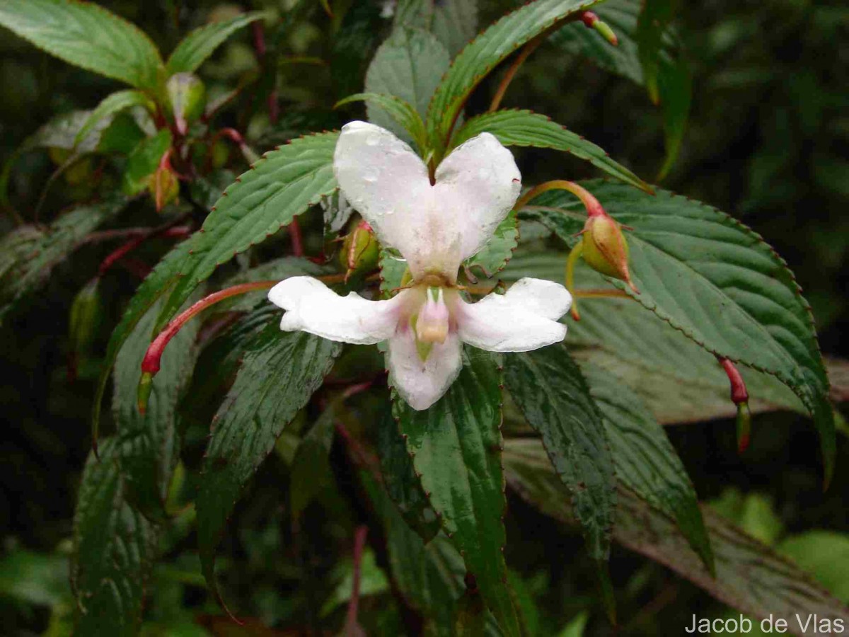Impatiens cuspidata subsp. bipartita (Arn.) Grey-Wilson